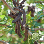 Kuru keçi boynuzu ağacı ve olgunlaşmış meyveleri